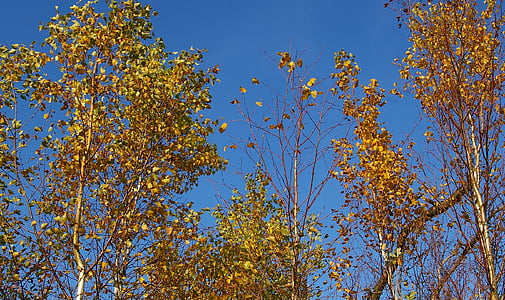 khu rừng bạch dương, Birch tree, Bạch dương, cây rụng lá, cây, bầu trời, màu xanh