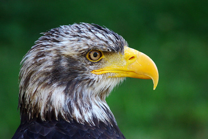 Adler, pasăre, animale, păsări răpitoare, cap, natura, vulturul Martial