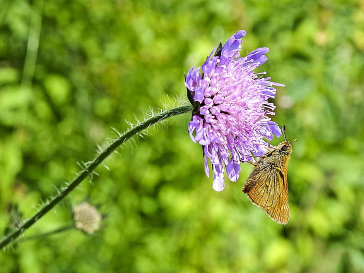 skipper, knapweed, butterfly, insect, nature, animal