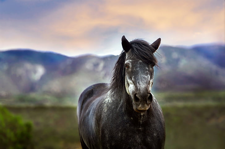 cheval, animal, Nouveau-Mexique, montagnes, paysage, à l’extérieur, pays