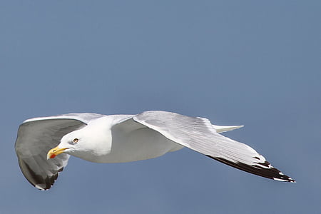Herring gull, Larus argentatus, seevogel, laut, camar besar, spesies, burung