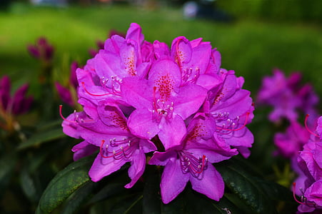 rododendronok, virágok, Bush, lila, pályázat, gyönyörű, Dísz