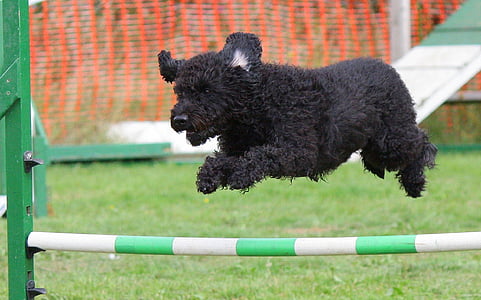 dog, agility, training, jumping, breed, animal, course