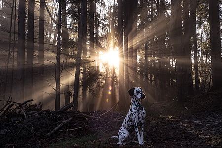 lever du soleil, Dalmatiens, chien, Forest, arbre, Sunbeam, brouillard