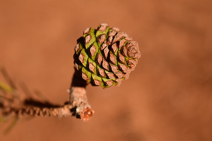 pine cones, young, small, bud, mediterranean, pine, brown