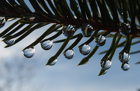 drop of water, drip, fir, christmas tree, fir needle