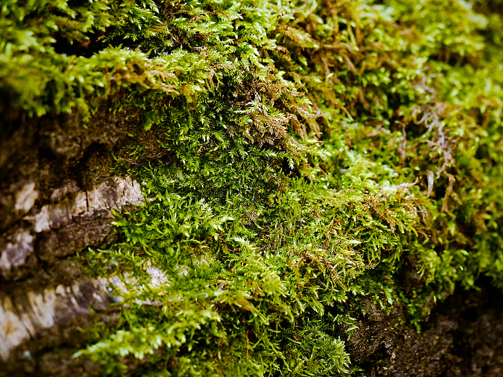 moss, tree, nature, bark, forest, fouling, log