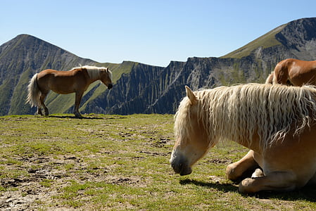 horse, haflinger, mountain, summer, animal, nature, farm