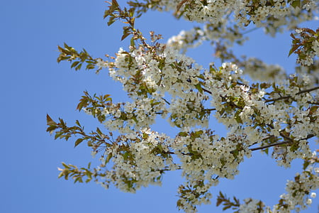 jaro, Bloom, závod, strom, květiny, větev, Příroda