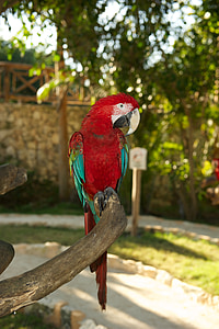 papuga, ptak, czerwony