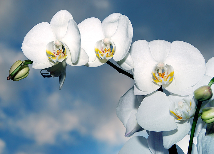 orquídia, flor, Biel, innocència, casament, close-up, florint