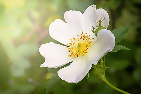 divlji cvijet, bijeli, cvijet, biljka, cvijeće, priroda, makronaredbe
