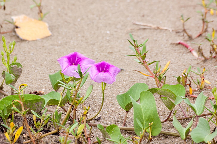 flores, Ipomoea flores, à beira-mar, folhas de outono, na areia