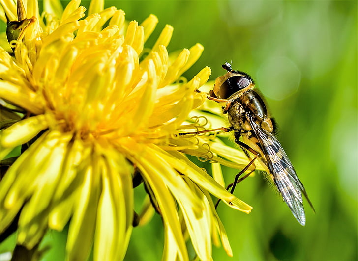 avispa, abeja, polen, insectos, animal, naturaleza, macro