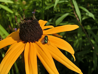 jaune, chapeau de soleil, Echinacea paradoxa, Lucilia sericata, jardin, frontière, fleurs