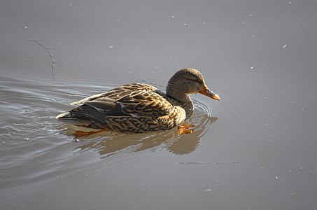 duck, mallard, water bird, female, anas platyrhynchos