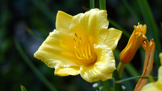 flower, day lilly, lily, day, flora, yellow, blooming