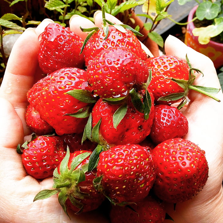 jordbær, frugt, rød, Sød, mad, drivhusgasser, Orchard