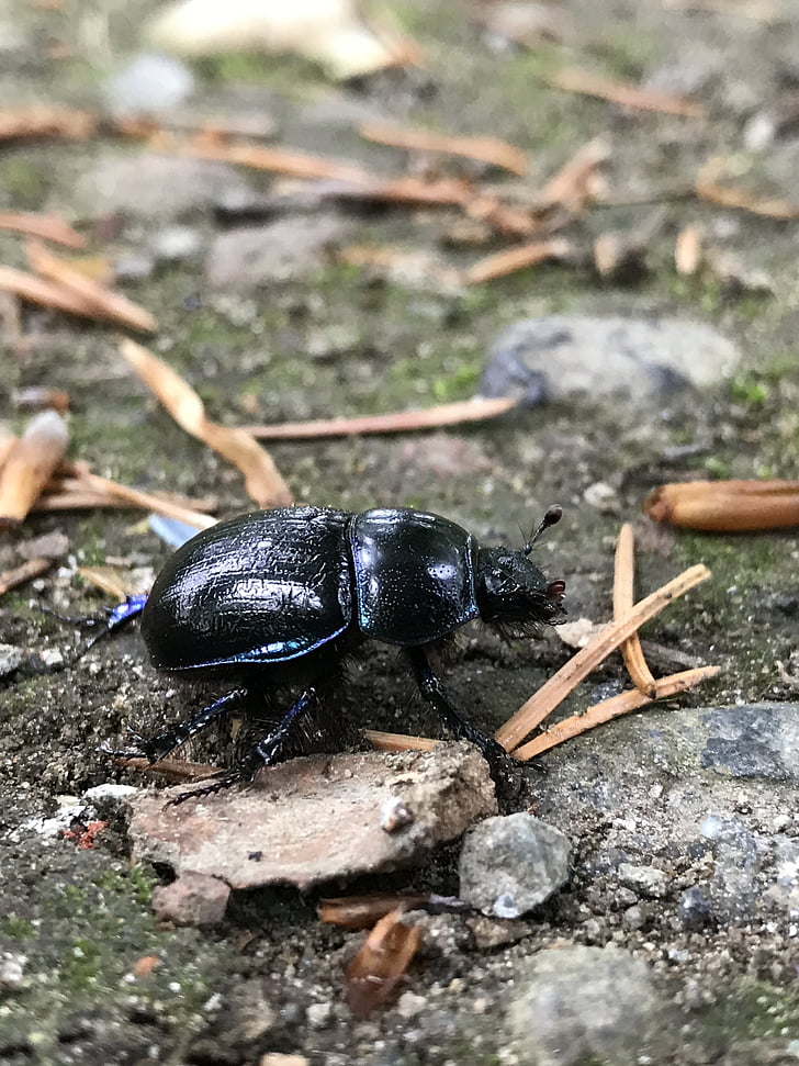 Beetle, nature, au sol, krabbeltier, bug, printemps