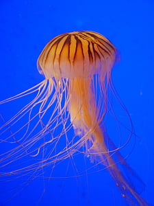medúza, Marin, víz, tengeri állat, óceán