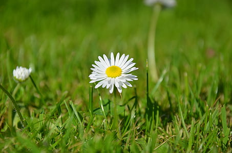 Daisy, weide, natuur, lente, groen, wilde bloemen
