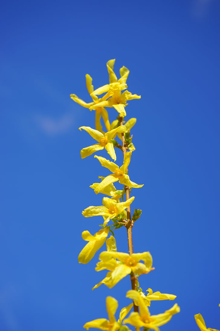 Forsythia, blomster, gul, gylden gul, forår, guld lilla, Bush