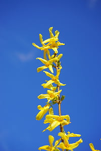 Forsythia, bloemen, geel, goudgeel, lente, Gouden Lila, Bush