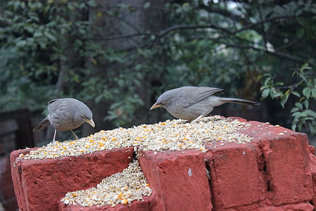 oiseaux, mur, arbre, manger, blé, Baradari jardin, Patiala
