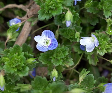 fresco piccolo, fiori selvatici, blu e viola