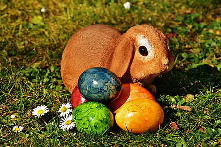 复活节, 复活节兔子, 鸡蛋, 复活节彩蛋, 草甸, 春天, 复活节快乐