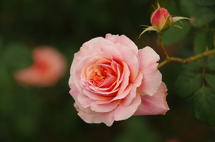 flores y plantas, rosa, color de rosa, flor, flor color de rosa-, color rosa, cabeza de la flor