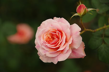 квіти і рослини, рожевий, Троянда, квітка, Троянда - квітка, рожевий колір, квітка голова