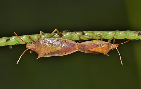 Käfer, Fehler, Stink bug, Reis-Gestank-Fehler, Insekt, Insectoid, Kreatur
