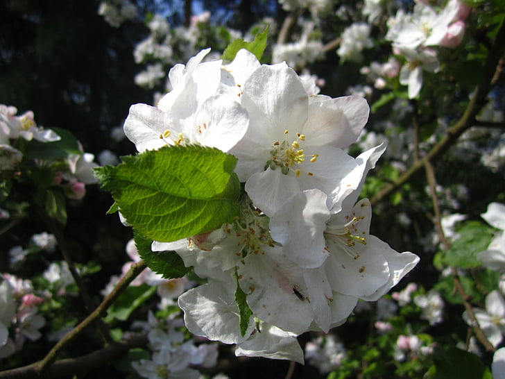 Μηλιά, λουλουδιών δέντρων μηλιάς, λευκό, άνοιξη, άνθος, άνθιση, μακροεντολή