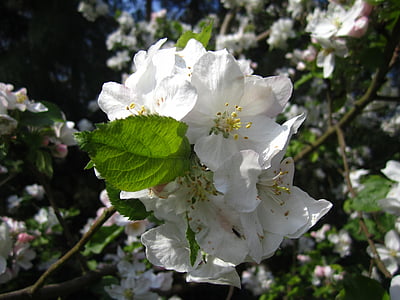 pommier, fleurs de pommier, blanc, printemps, Blossom, Bloom, macro