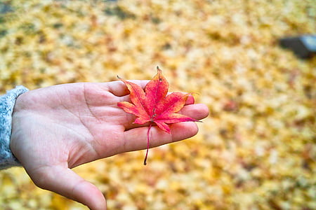 Blätter im Herbst, Herbst, Natur, Blätter, die Blätter, rotes Ahornblatt, ergänzende