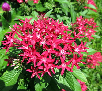 pentas rojo, flores, floración, Close-up, Penta, planta, rojo