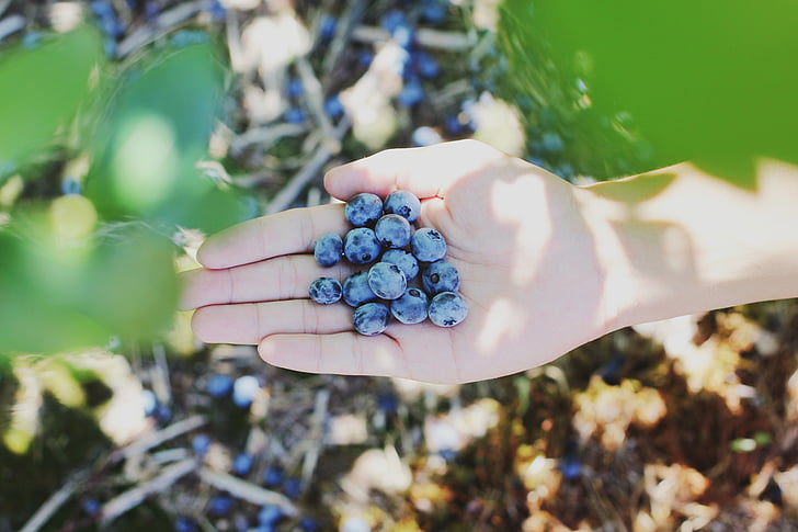 berries, field, food, fresh, fruits, hand, day