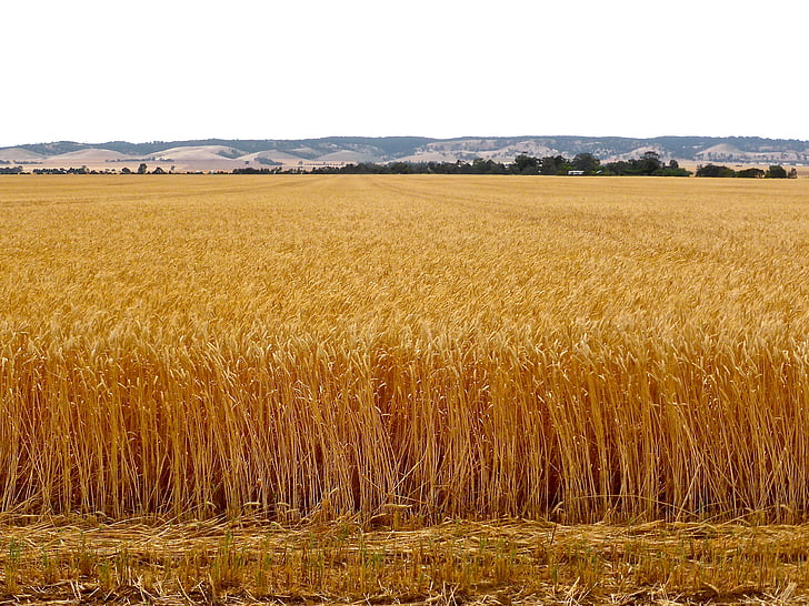 pšenice, Oříznout, zrno, sklizeň, farma, z obilovin, semeno