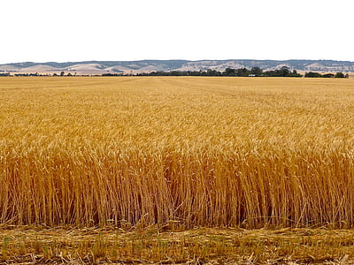 trigo, das culturas, grão, colheita, fazenda, cereais, sementes