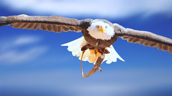 Adler, Àliga de cap blanc, Retrat d'animals, àguila calba, Retrat, ocell, ploma