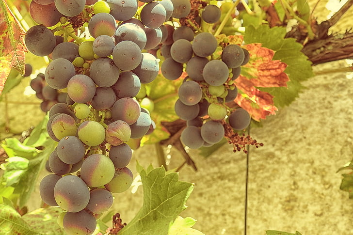 raisins, Grapevine, vigne, stock de vignes, Rebstock, vert, bleu