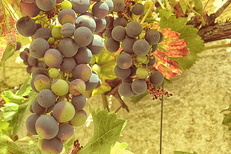 raisins, Grapevine, vigne, stock de vignes, Rebstock, vert, bleu