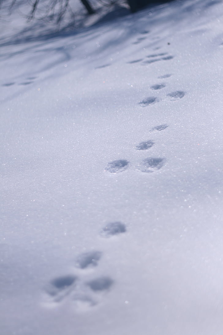 rabbit, trace, snow, in the snow, winter