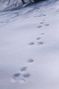 rabbit, trace, snow, in the snow, winter