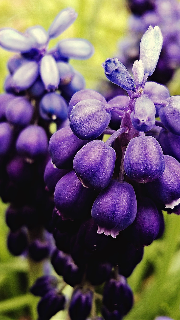 Muscari à grappe, Purple, macro, fleurs
