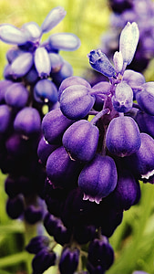 hyacinth grozdnega, vijolična, makro, cvetje