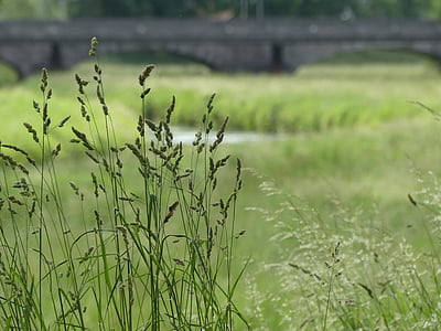 meadow, grass, bridge, river, green, blade of grass, landscape