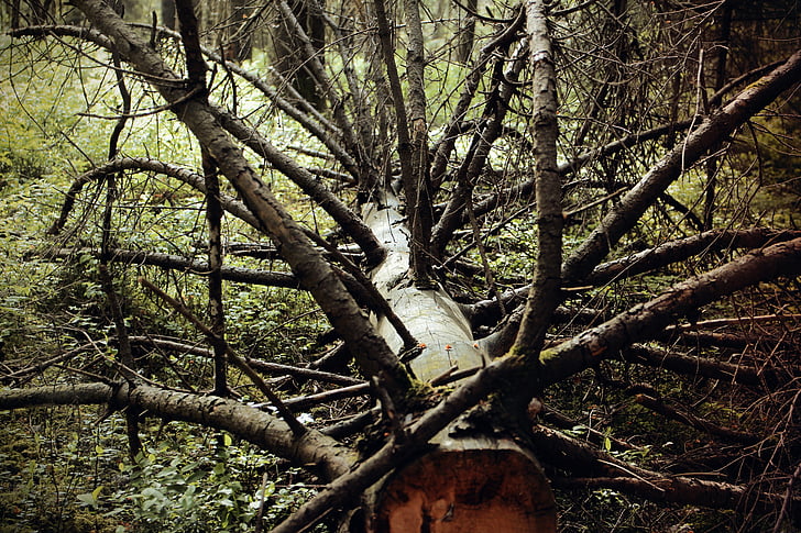 waldsterben, odumřelé rostlinné, pokroucené, staré, strom, mrtvý, zlomený