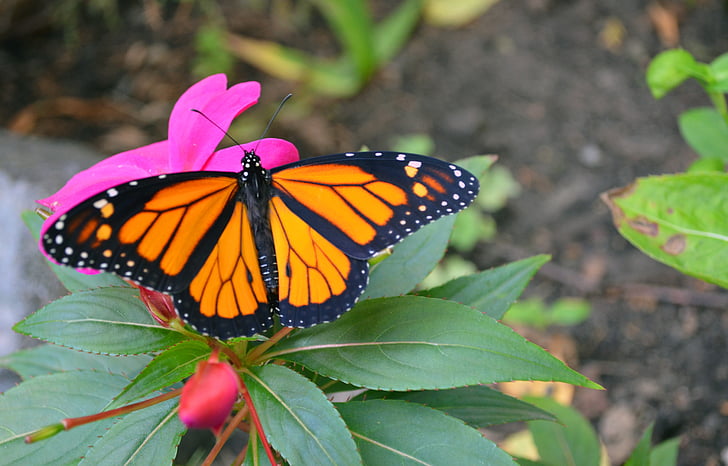 Monarch, sommerfugl, makro, insekt, natur, vinger, fargerike